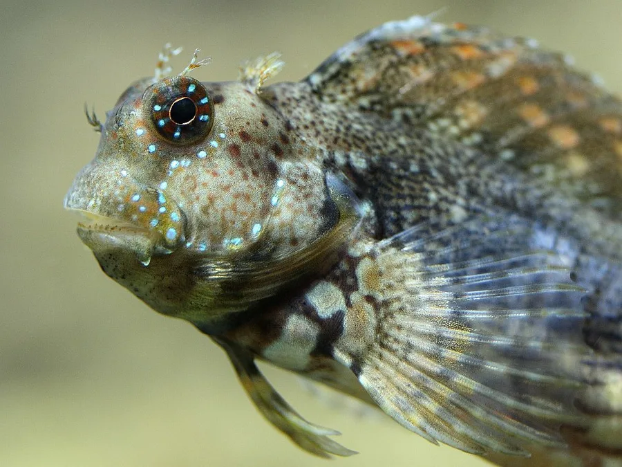 Algblenny